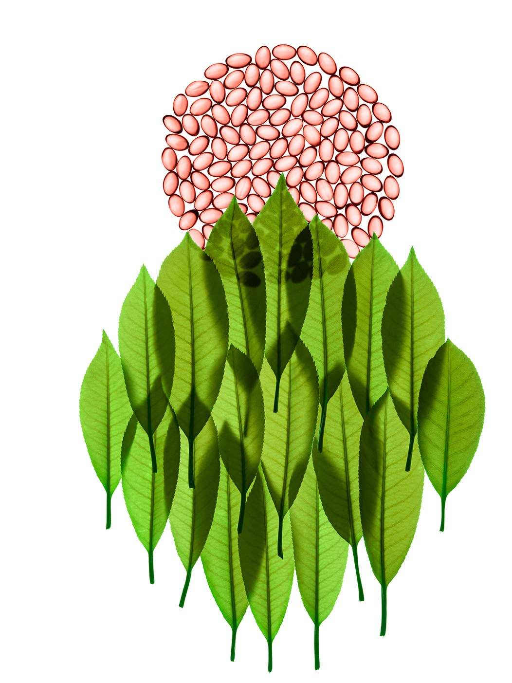 Illustration feuilles vertes et graines rose riche en SOD Superoxyde Dismutase - Dimpless