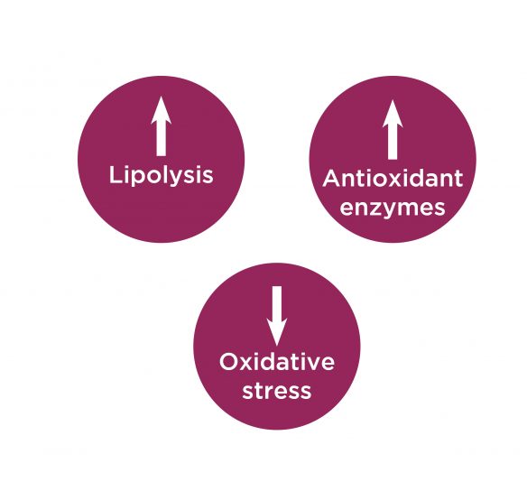 2_Antioxidant capacity and lipolysis activation_EN