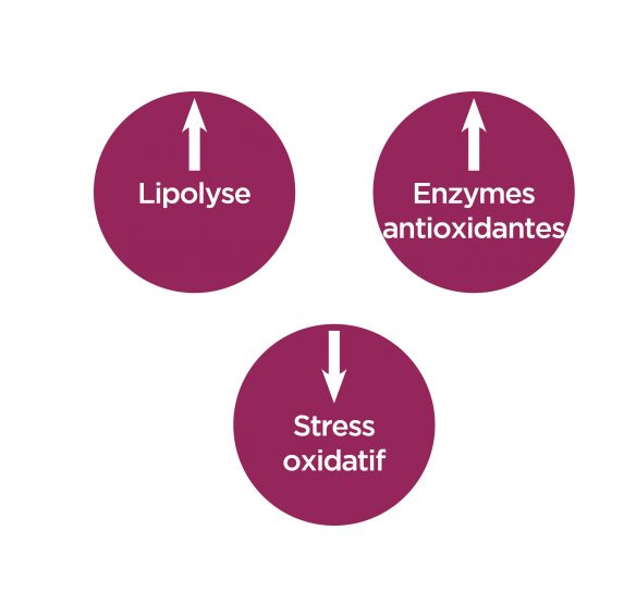 Schéma - Capacité antioxydante et activation de la lipolyse -modification du statut oxydatif